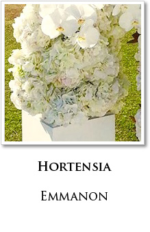 hortensia paris livraison fleurs
