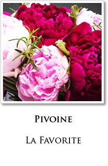 pivoine fleur 1er arrondissement